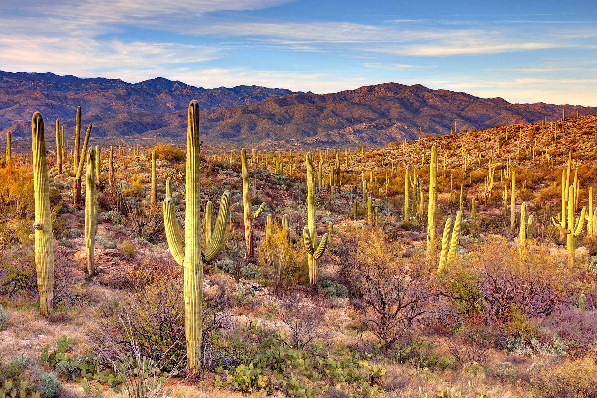 A vast desert landscape with towering saguaro cacti in the foreground, set against a backdrop of rugged mountains under a vibrant sky.