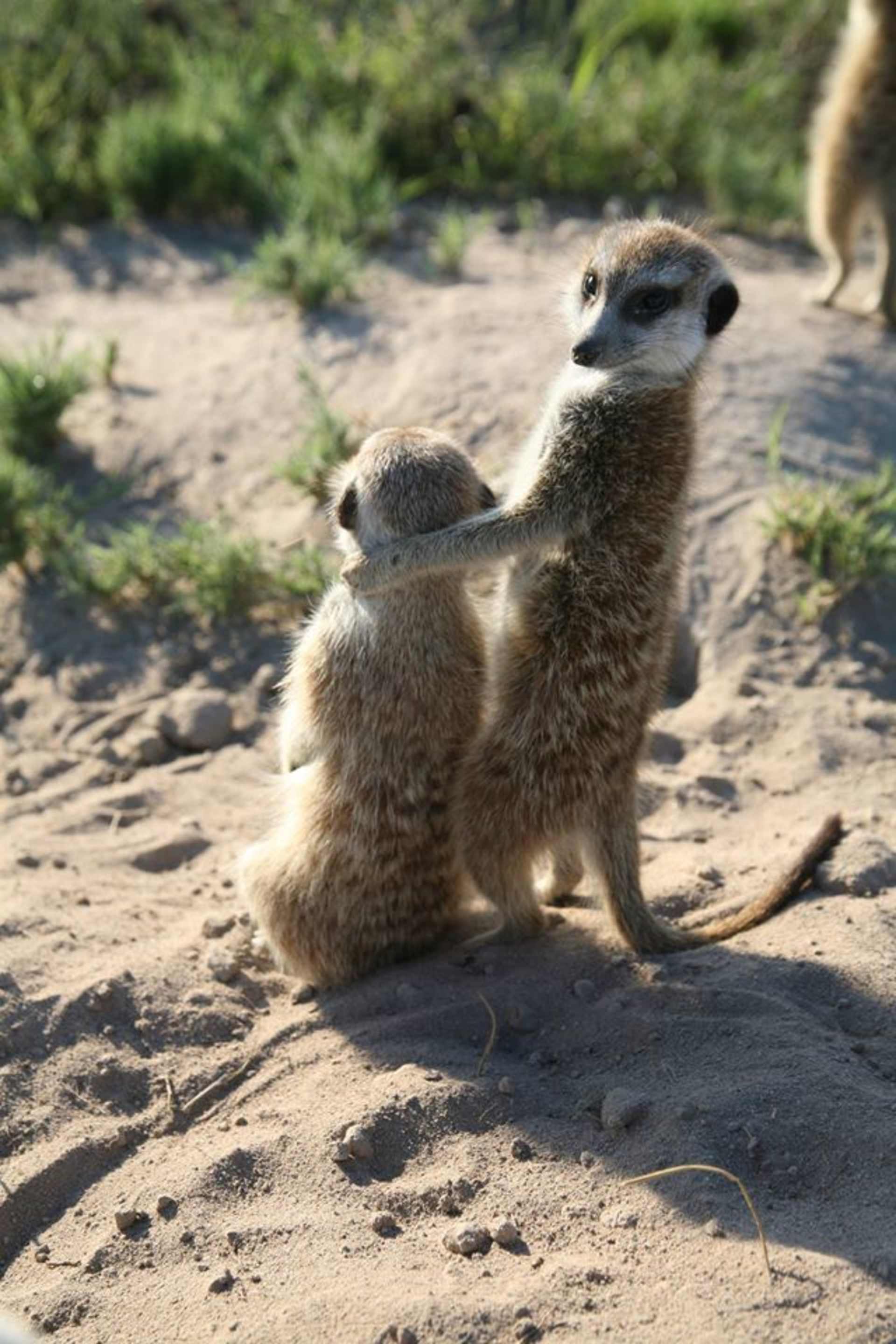 Two meerkats standing on a sandy ground, with a lush green vegetation background.