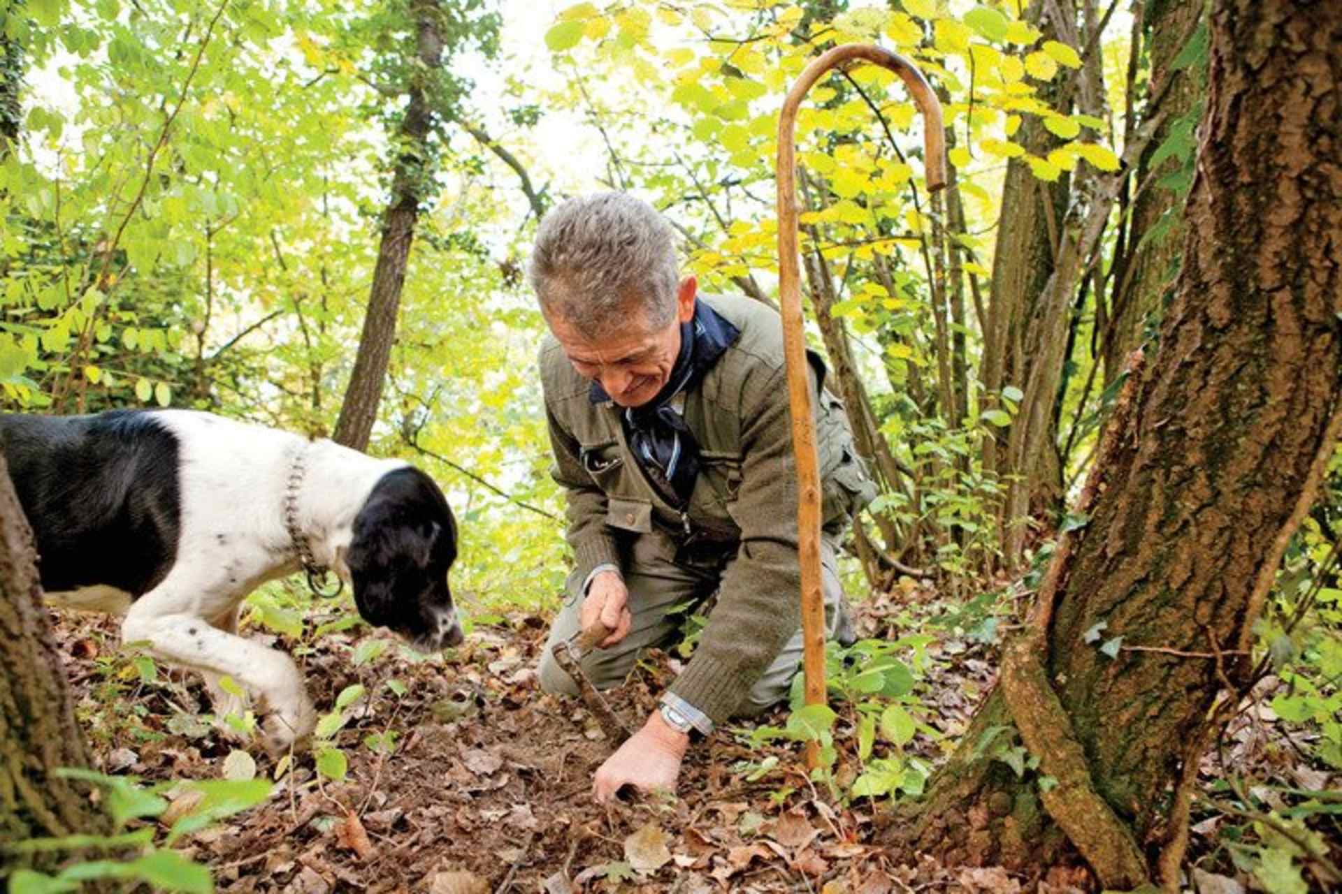 A man in outdoor gear is crouched down in a forest, examining the ground near a black and white dog.