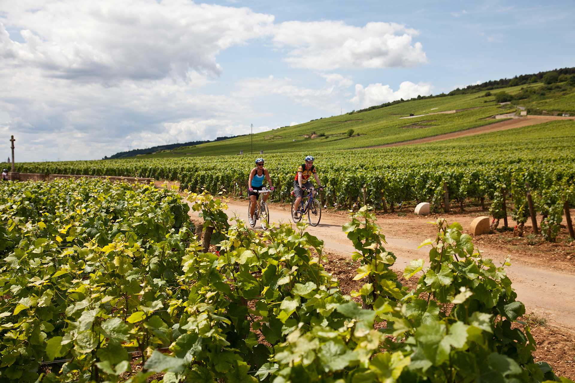 A scenic vineyard landscape with lush green vines in the foreground and people walking along a dirt path, set against a backdrop of rolling hills and cloudy skies.