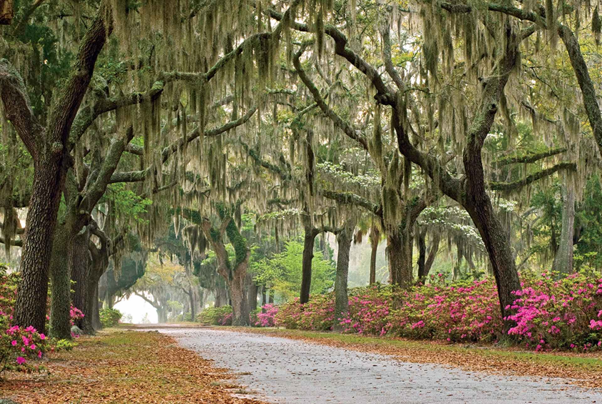 A winding gravel path leads through a lush, verdant landscape filled with towering oak trees draped in Spanish moss, creating a serene and enchanting atmosphere.