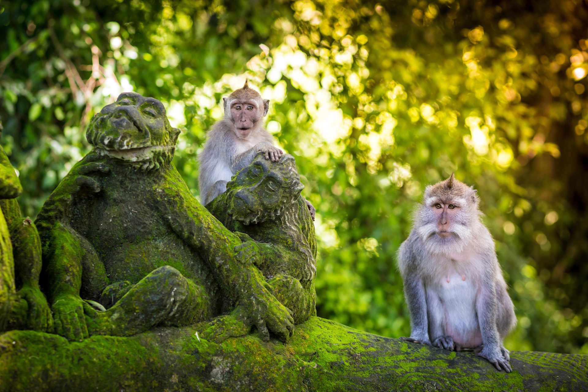 Three monkeys sitting on a moss-covered rock in a lush, green forest with sunlight filtering through the foliage.