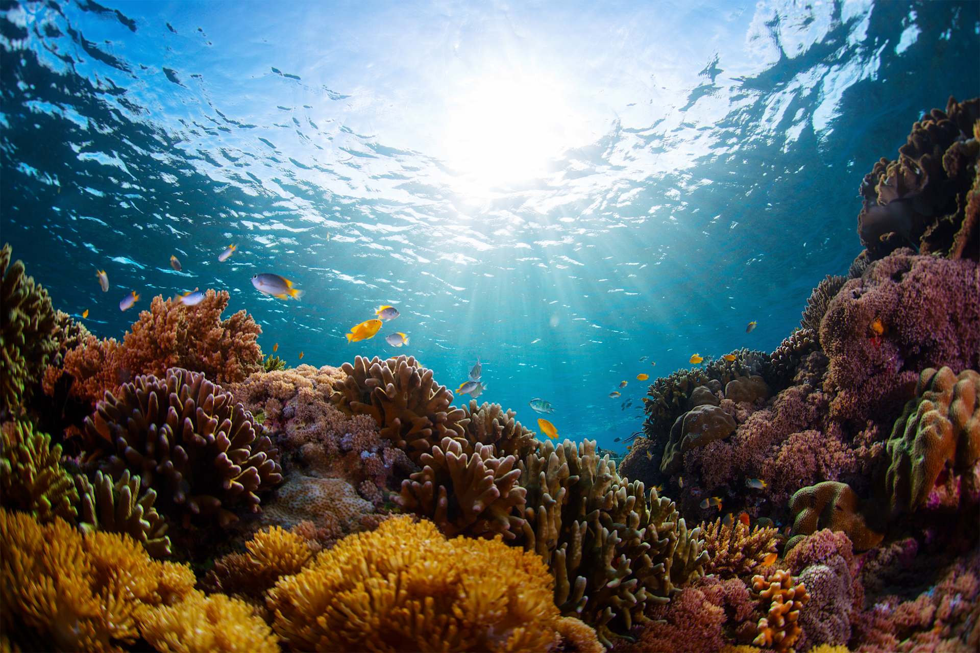 A vibrant underwater scene with a diverse array of colorful coral formations and tropical fish swimming in the sunlit waters.