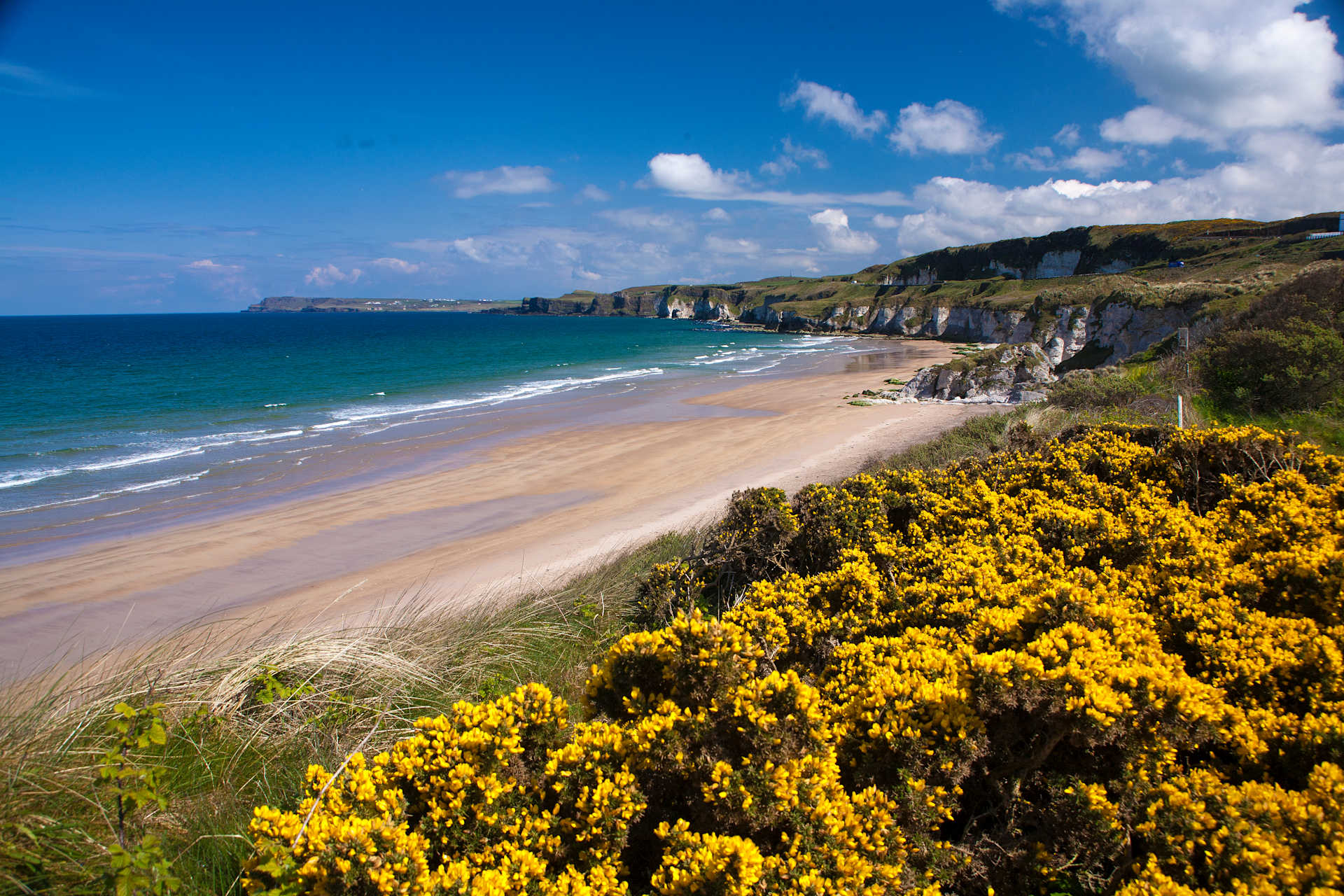 Vibrant yellow gorse blooms in the foreground overlook a wide sandy beach and the turquoise ocean stretching to a distant, rugged coastline under a bright blue sky.