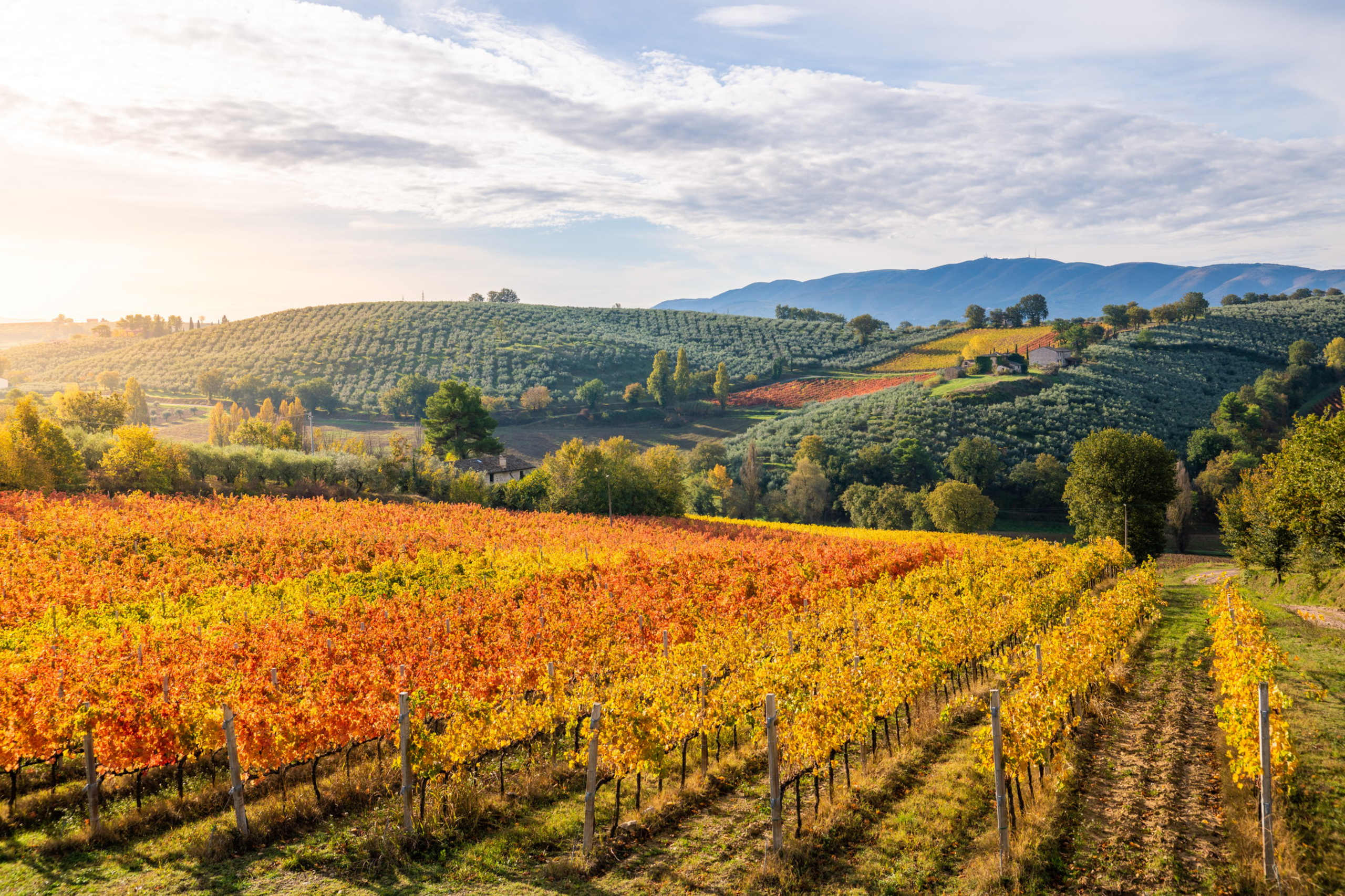 A picturesque landscape with rolling hills covered in vibrant vineyards, dotted with trees and buildings, set against a backdrop of mountains under a cloudy sky.