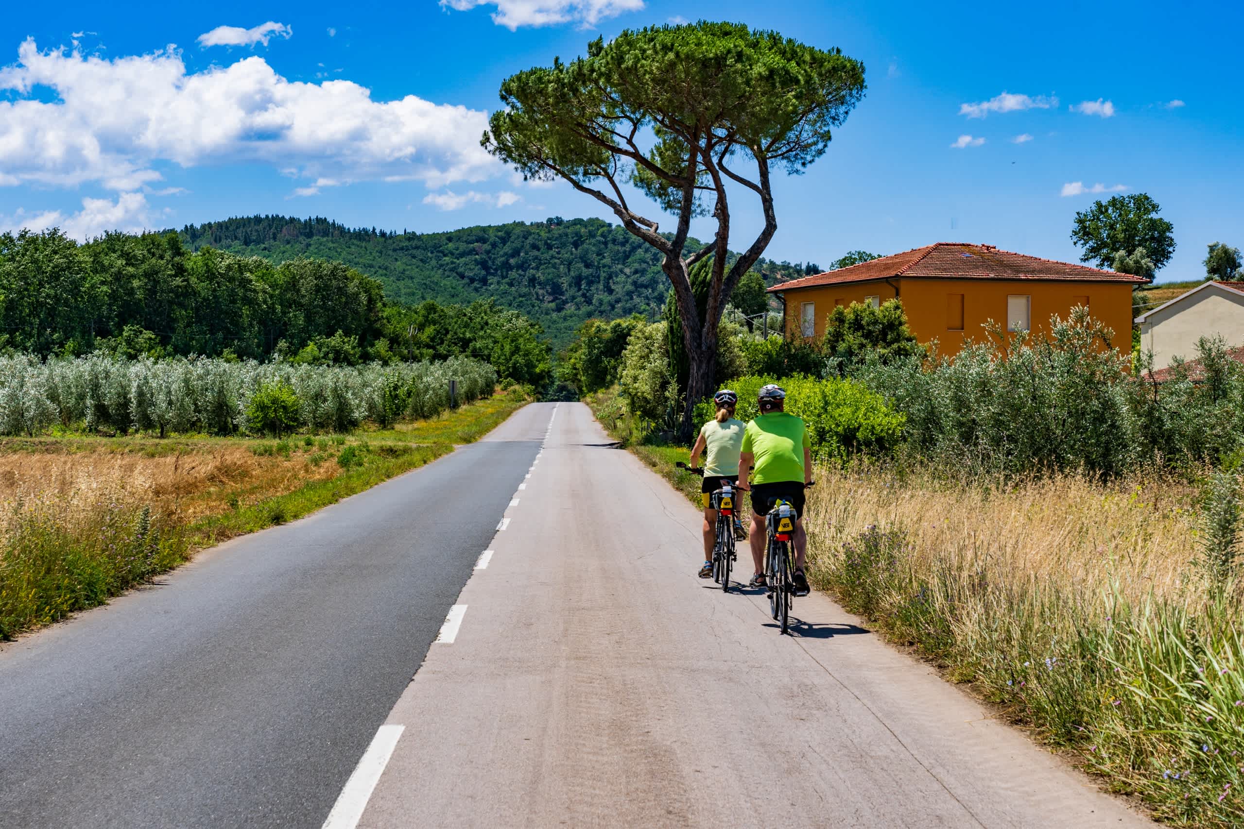 A paved road winds through a lush, green landscape with a towering pine tree and a pair of cyclists riding in the distance, with a rustic building visible in the background.