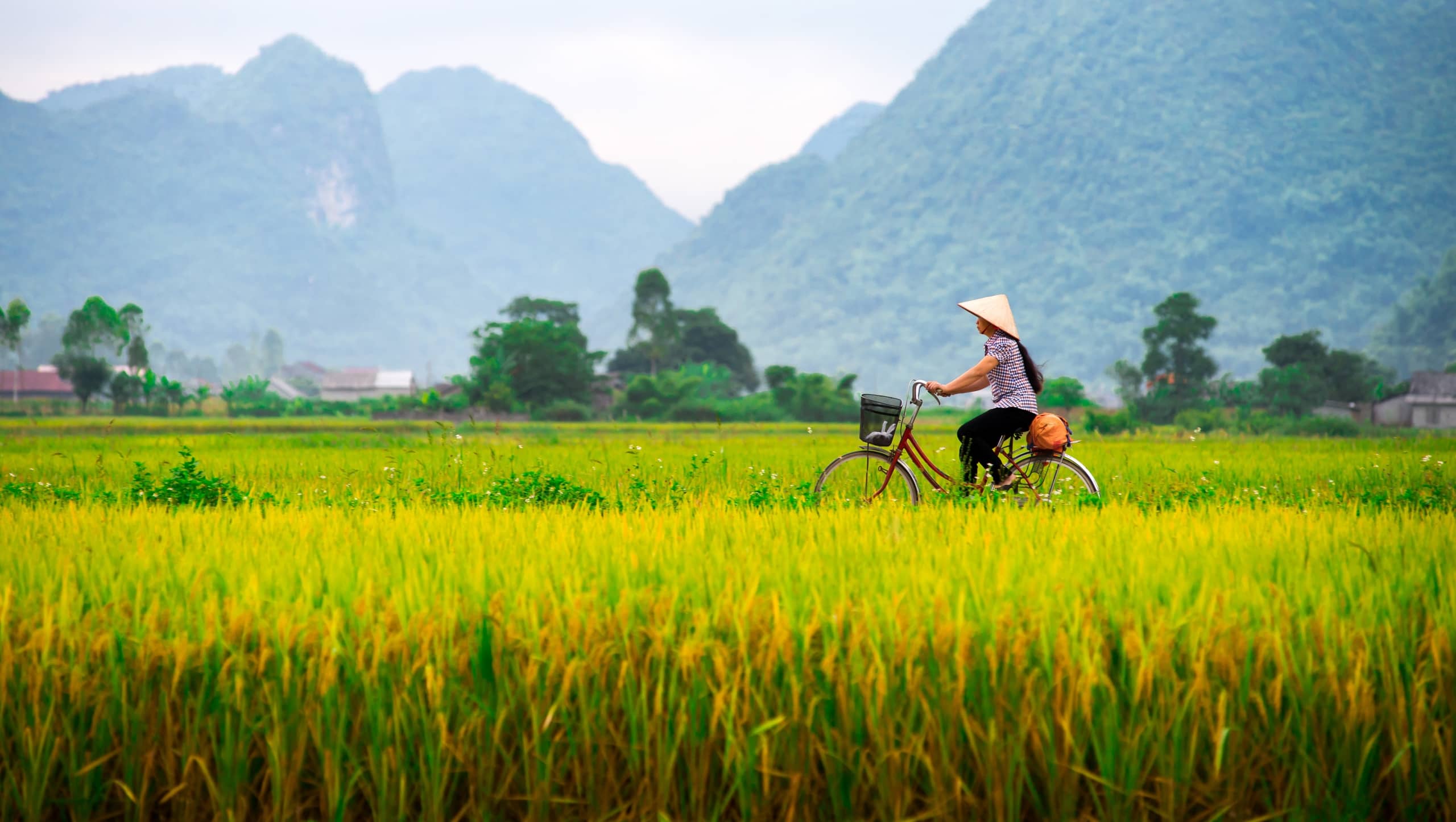 A person riding a bicycle through a lush, green rice field, with towering mountains in the background creating a picturesque landscape.