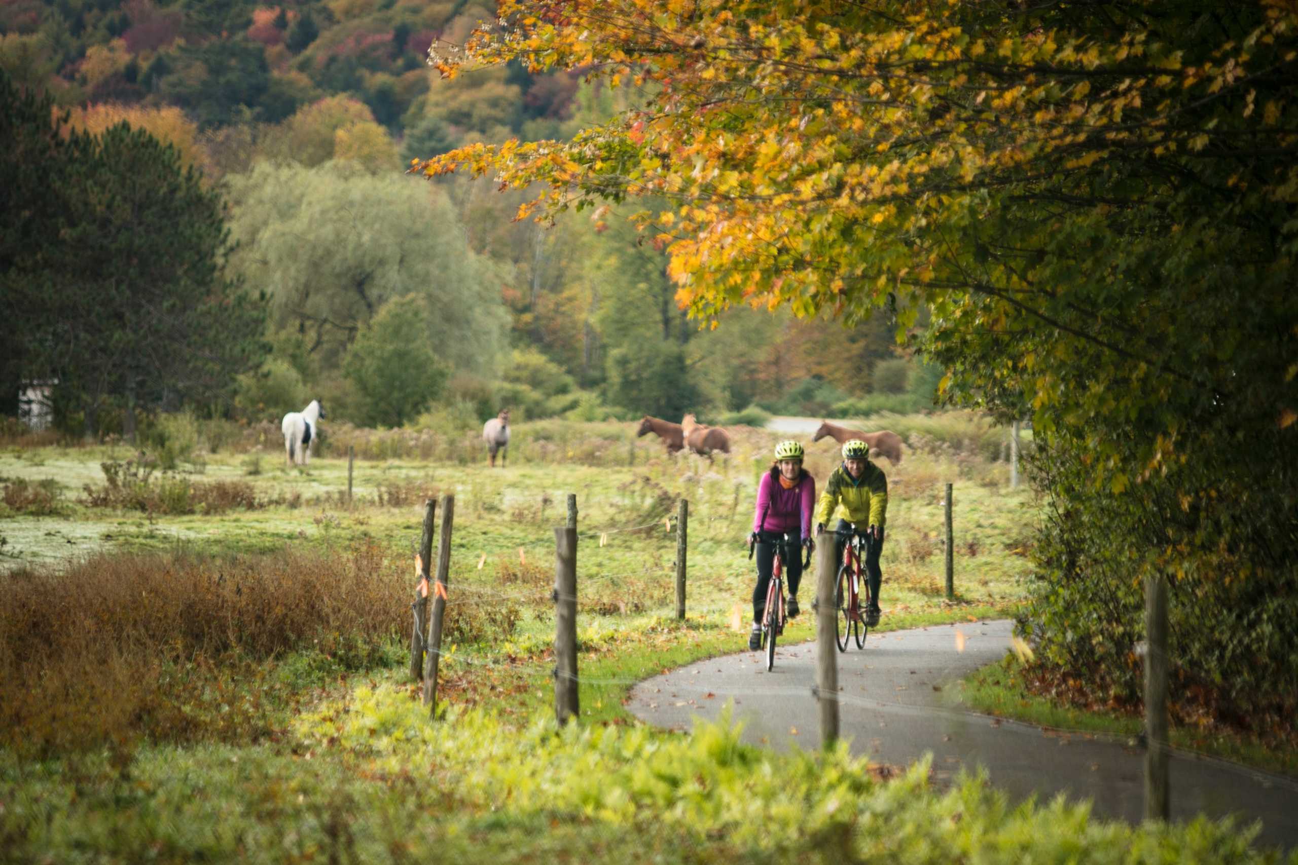 A scenic autumn landscape with a paved path winding through a lush, colorful forest, where two cyclists are riding in the distance, surrounded by grazing horses in the background.