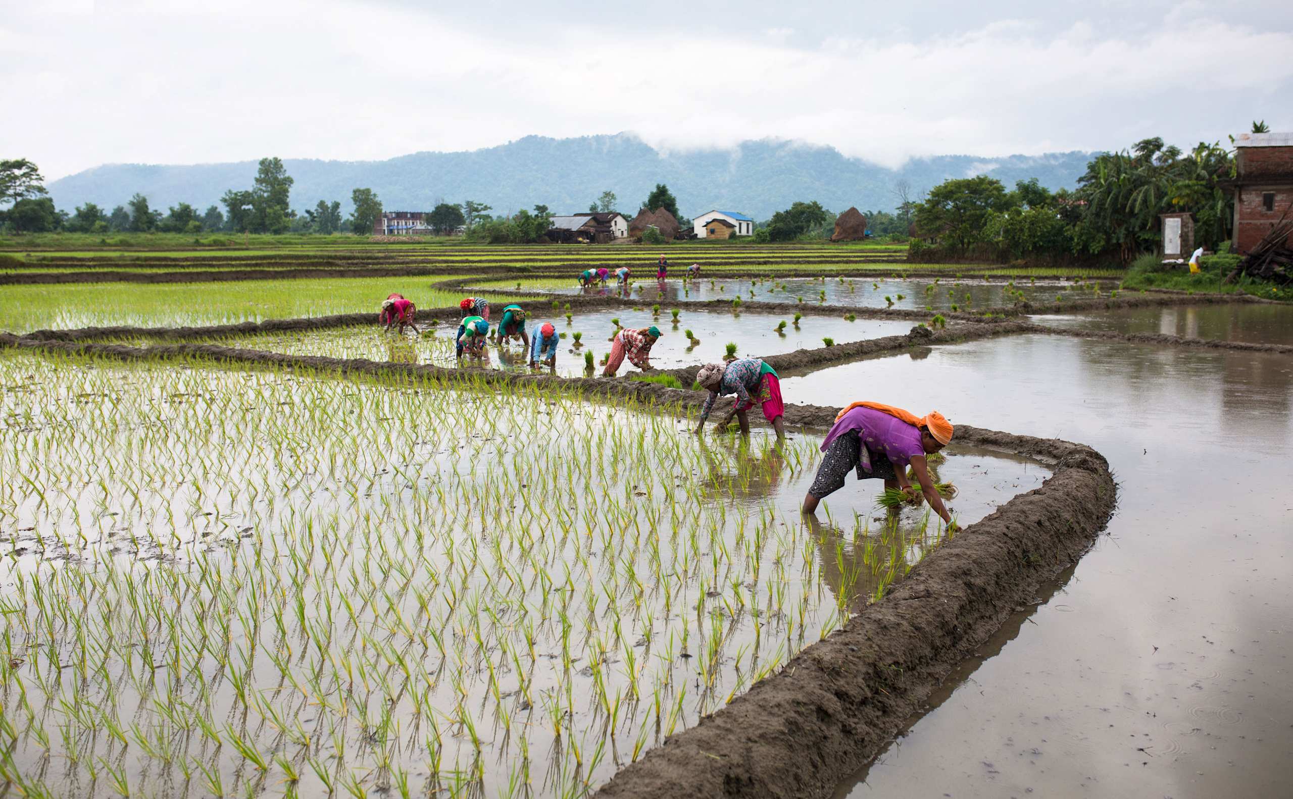 A lush, green rice paddy field with people working in the water, surrounded by mountains and buildings in the background.
