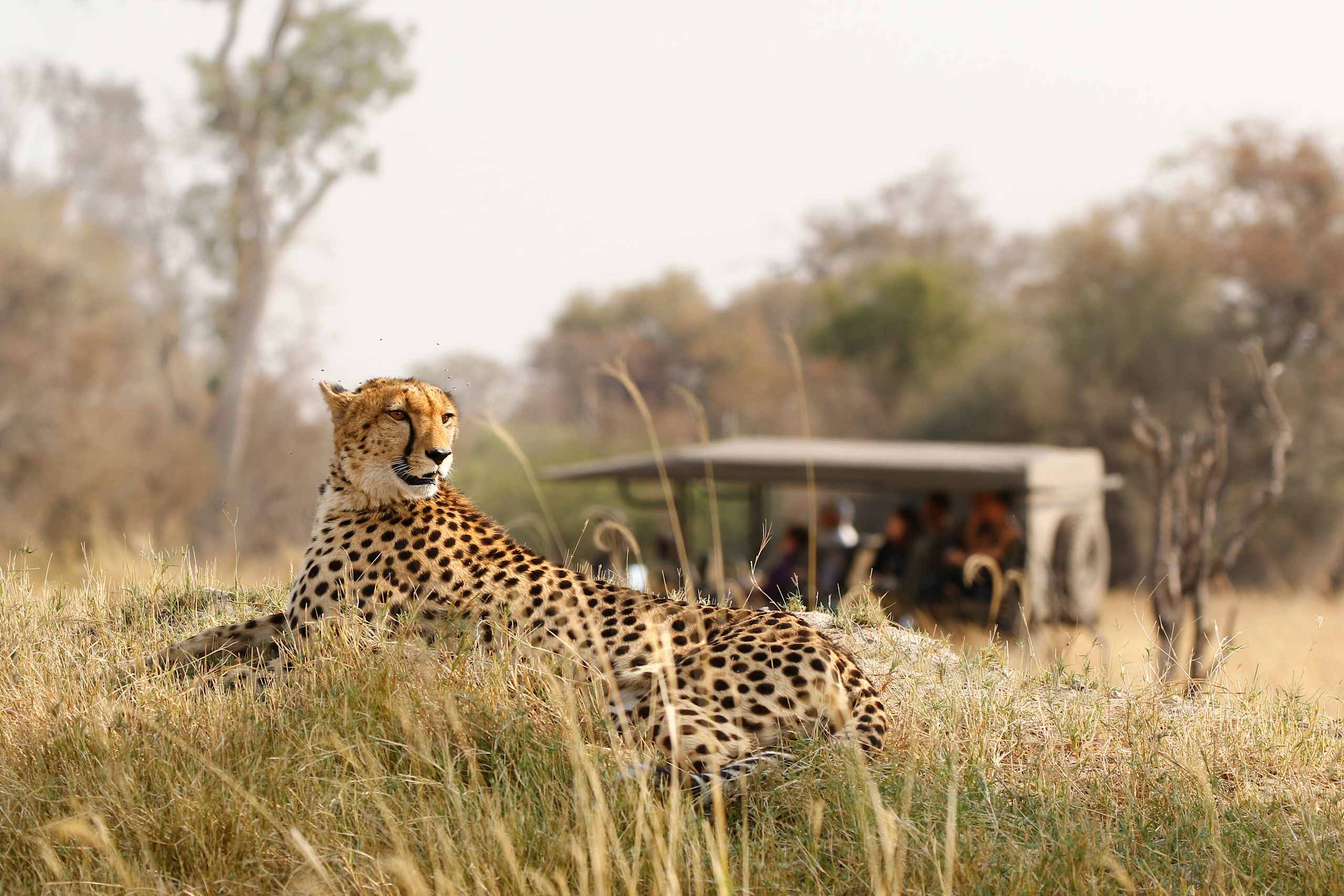 A cheetah sits in the foreground of a grassy field, with a safari vehicle visible in the background among the trees.