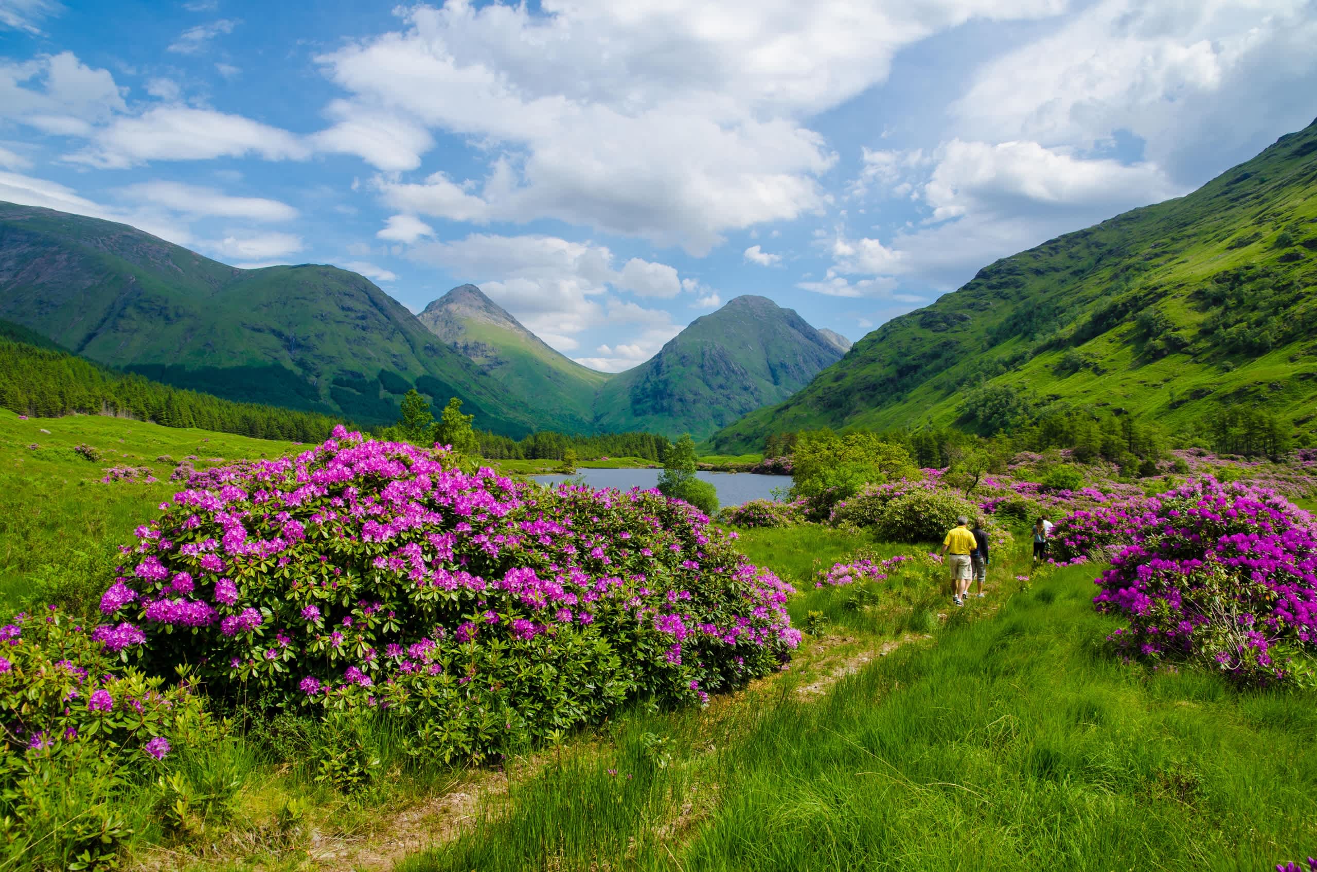 A lush, verdant valley with towering mountains in the background, dotted with vibrant pink rhododendron flowers in the foreground, creating a serene and picturesque landscape.