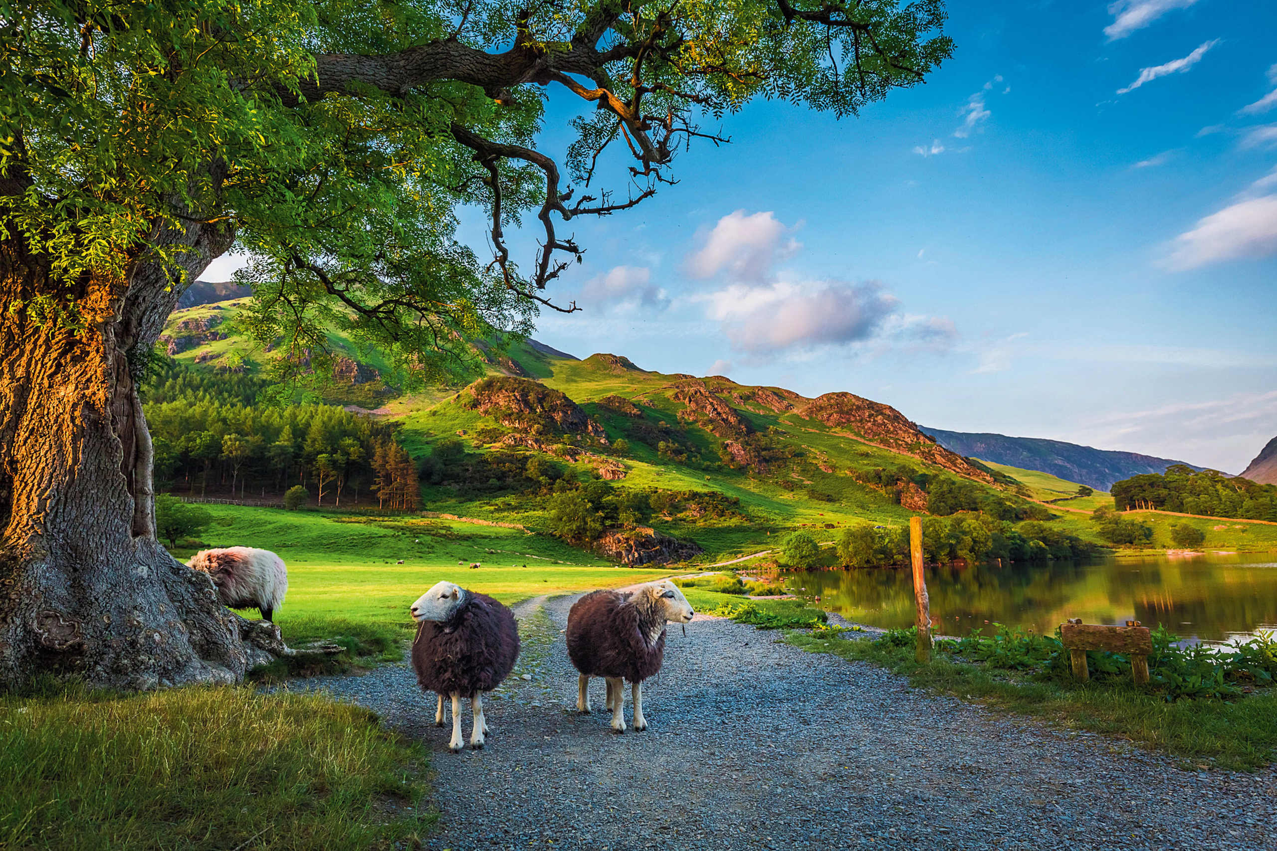 A serene landscape with a tranquil lake surrounded by lush green hills, a towering tree, and two sheep walking along a gravel path in the foreground.