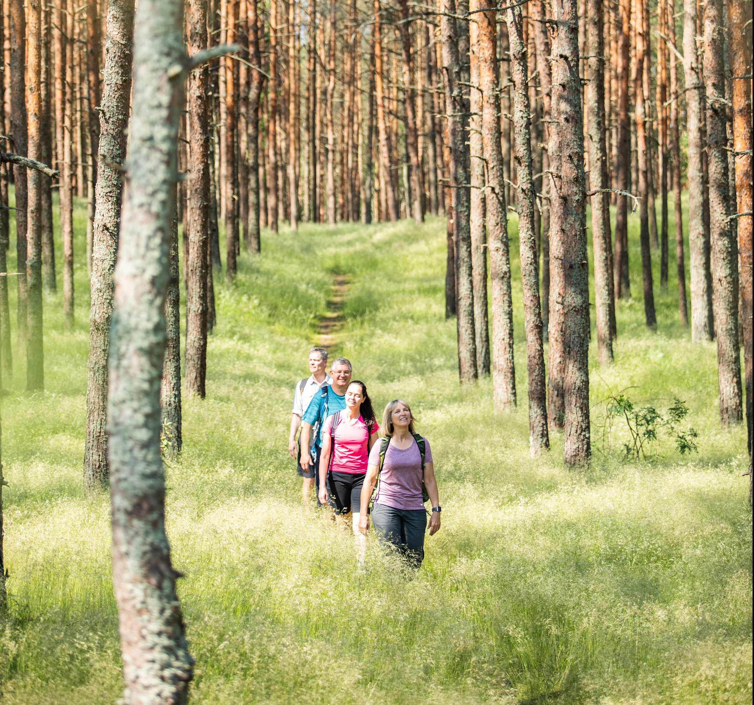 A group of people walking along a path through a dense pine forest, with lush green grass and vegetation surrounding them.
