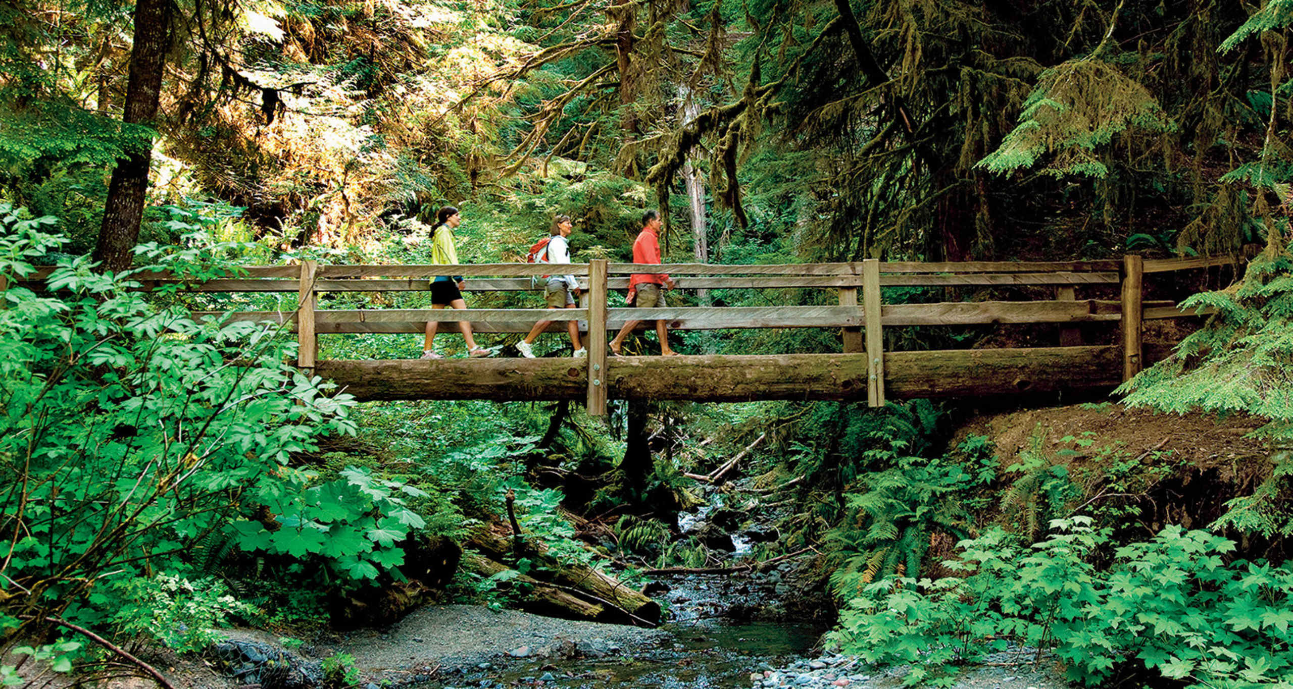 A wooden bridge spans a small stream, surrounded by a lush, verdant forest with towering trees and dense foliage.