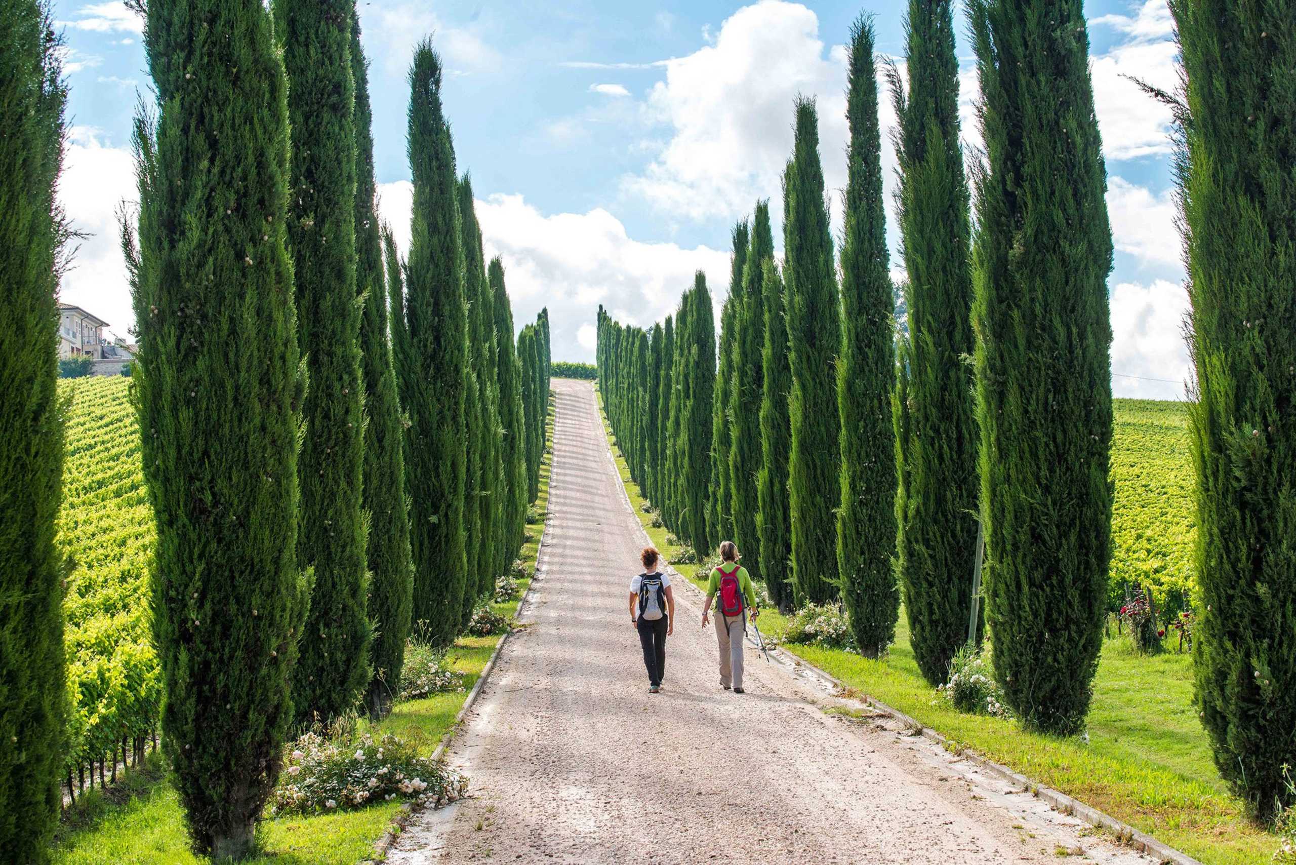 A winding path flanked by tall, slender cypress trees leads through a lush, green landscape with a clear blue sky overhead.