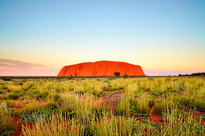 A vast, arid landscape with a towering, iconic red rock formation known as Uluru (or Ayers Rock) in the distance, surrounded by a field of vibrant grasses and wildflowers in the foreground.