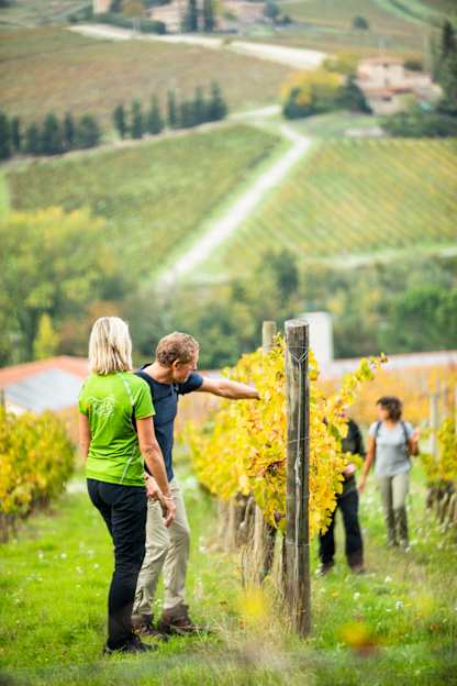 Guests walking through golden vineyard rows pause to examine grapevines, with rolling hills and farmland stretching into the distance.