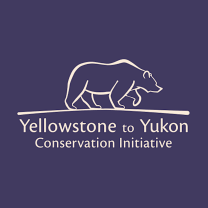 The image depicts the logo for the Yellowstone to Yukon Conservation Initiative, featuring a silhouette of a bear against a dark purple background with the text "Yellowstone to Yukon Conservation Initiative" below.