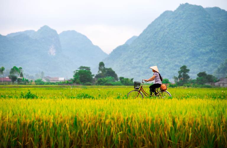 Bac Son, Vietnam - July 13, 2014: Local woman on her bicycle along a rice field.  People in Bac Son still use a bicycle as their communal transportation.