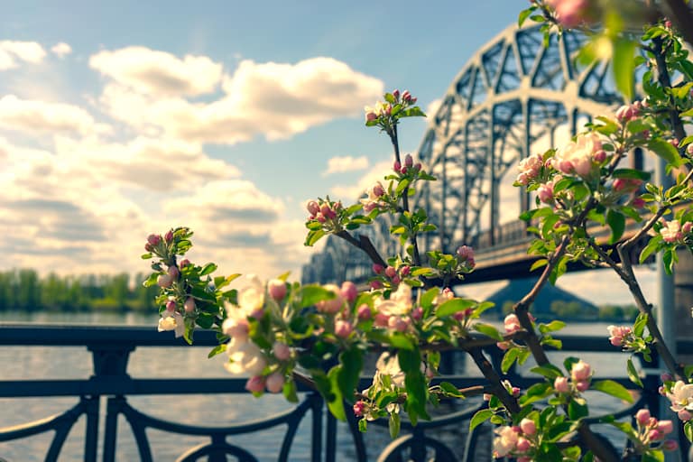 Apple tree blooms on the embankment in Riga on the background of the railway bridge on a sunny spring day