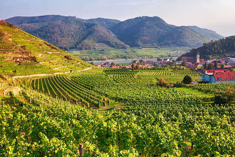 Vineyards near Spitz, Wachau valley, Austria