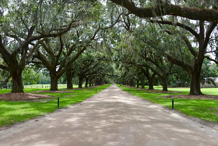 Eerie woods in the American South.