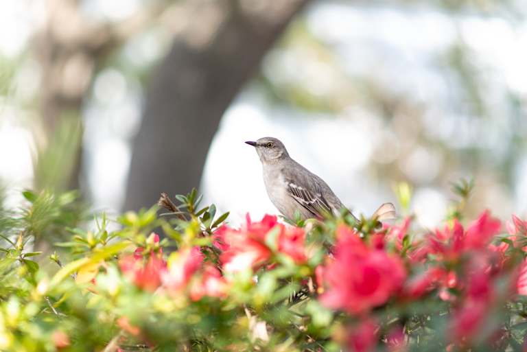 A mockingbird sits in an azalea bush in Charleston, South Carolina