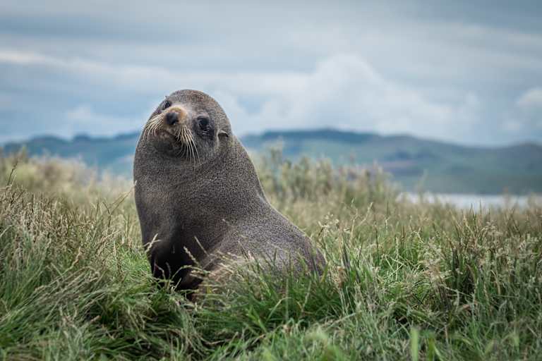 Close-up of a New Zealand Fur Seal