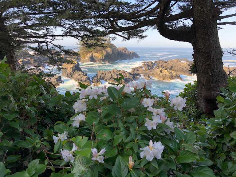 A lush, verdant foreground of white flowers frames a breathtaking coastal landscape with rugged cliffs, crashing waves, and a distant horizon.