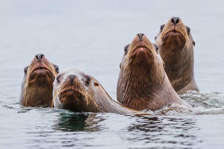 A group of sea lions or walruses with their heads above the water, surrounded by a calm, gray-blue ocean.