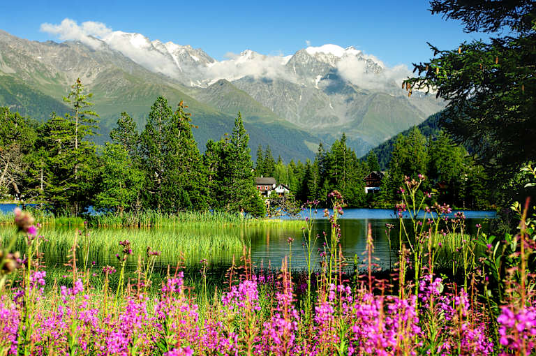 A serene mountain landscape with lush green forests, a tranquil lake, and vibrant pink wildflowers in the foreground.
