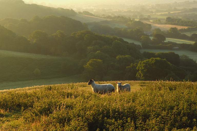 The image depicts a serene pastoral scene, with two sheep grazing in a lush, golden field against the backdrop of rolling hills and a hazy, sunlit landscape.