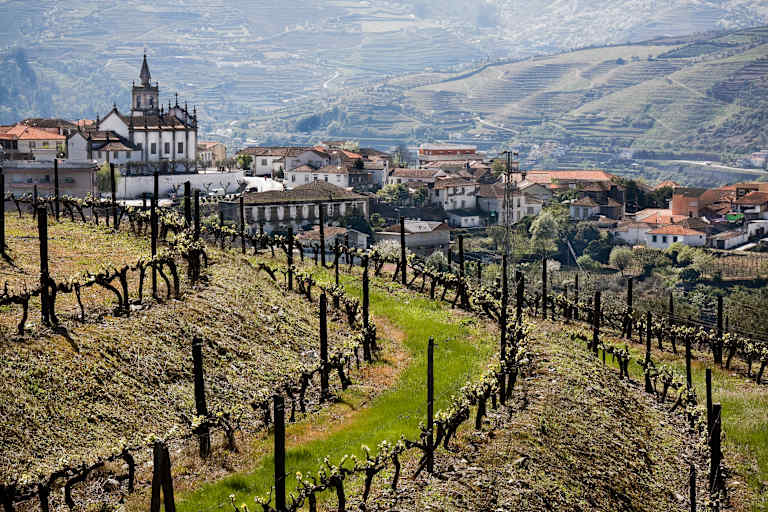 A picturesque village nestled in the rolling hills, with rows of grapevines in the foreground leading up to the charming buildings and a church steeple in the background.