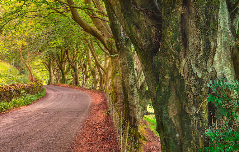 A winding dirt road surrounded by a lush, verdant forest with towering trees and vibrant foliage, creating a serene and enchanting natural landscape.