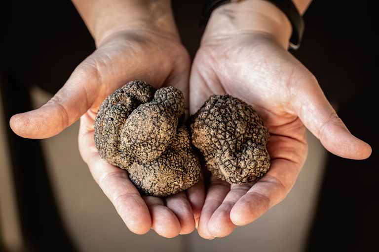 Hands cupping several dark, wrinkled truffles against a dark background.