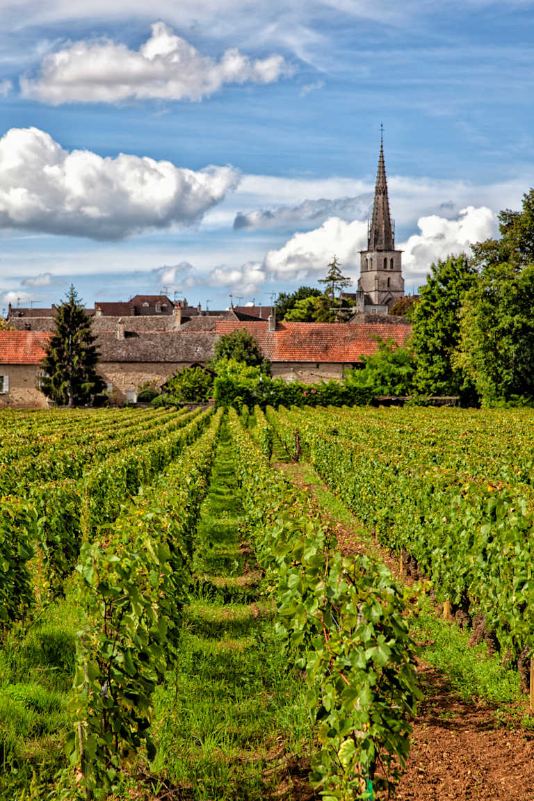 A lush green vineyard stretches out in the foreground, leading the eye towards a historic town with a towering church steeple in the background, set against a picturesque cloudy sky.