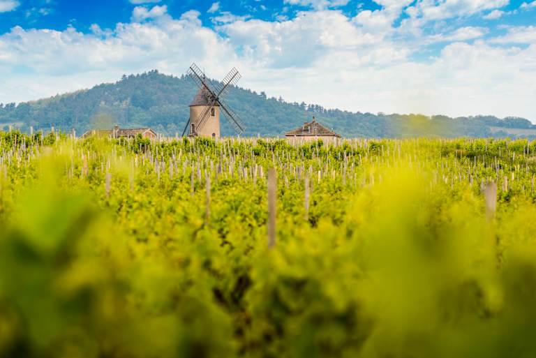 In the foreground, a lush green field stretches out, dotted with tall grass and wildflowers. In the background, two traditional windmills stand against a backdrop of rolling hills and a vibrant blue sky with fluffy white clouds.