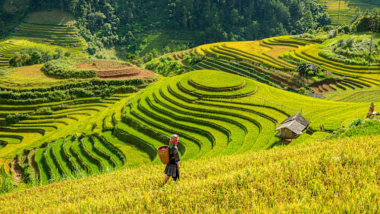 Lush, terraced rice fields cascade down the hillsides, creating a mesmerizing pattern of undulating green hues, with a lone figure walking amidst the vibrant landscape.