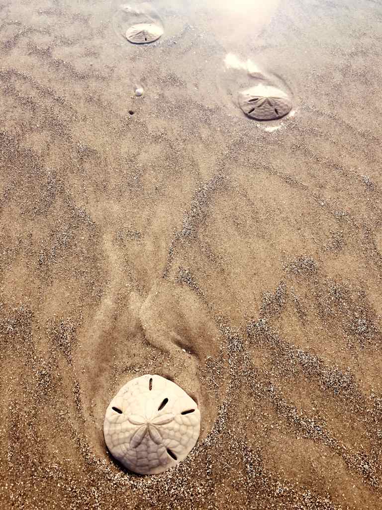 The image depicts sand dollars scattered across a sandy beach, with their distinctive circular shapes and intricate patterns visible in the foreground, while the background suggests a serene, natural setting.