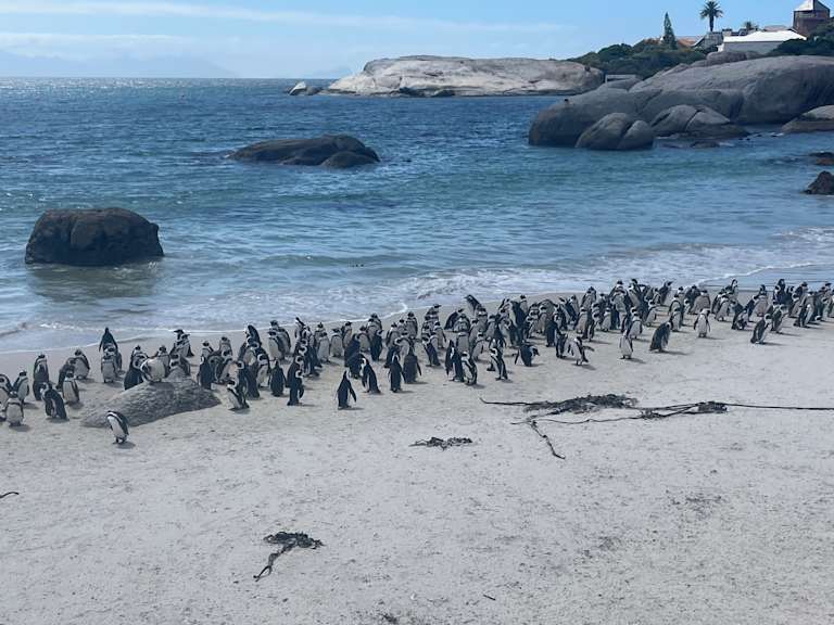 A large group of penguins gathered on a rocky beach, with a scenic coastal landscape in the background featuring cliffs, boulders, and a calm, turquoise ocean.