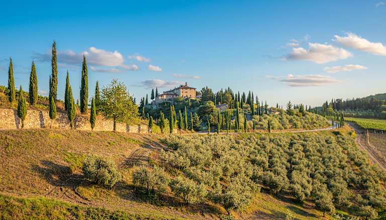 A picturesque landscape with rolling hills covered in olive groves, dotted with tall cypress trees, and a charming villa nestled among the greenery against a backdrop of a clear blue sky with wispy clouds.