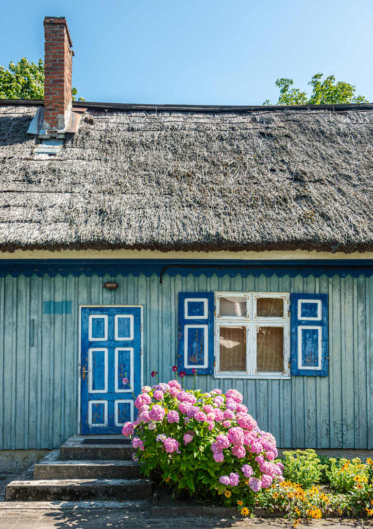 A charming old wooden house with a thatched roof, surrounded by a vibrant garden filled with blooming pink hydrangeas in the foreground, set against a clear blue sky in the background.