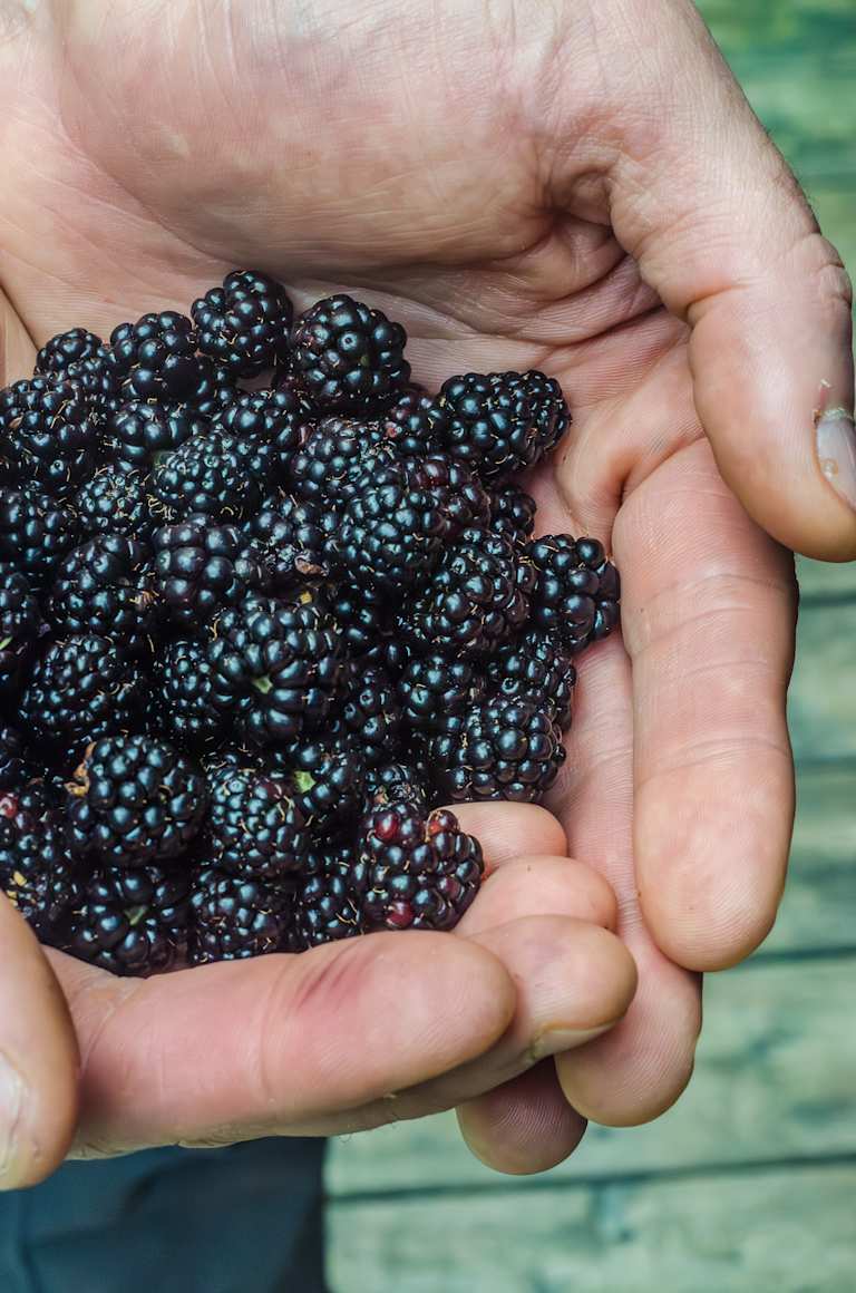 A handful of ripe, dark blackberries held in cupped hands against a blurred green background.