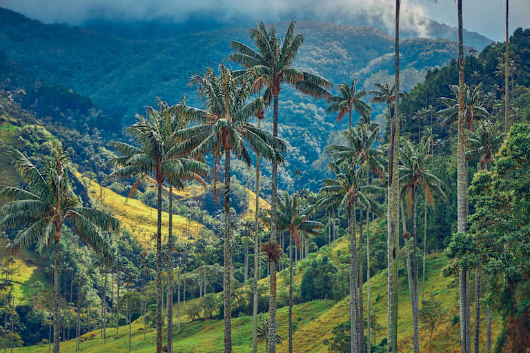 Lush, towering palm trees dot a verdant, rolling landscape, with distant mountains shrouded in mist against a dramatic, stormy sky.