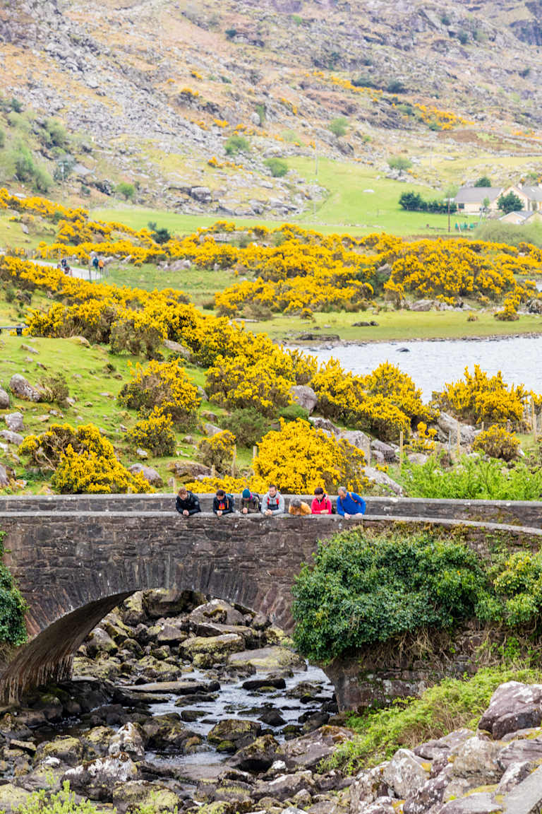 A picturesque landscape with a stone bridge spanning a stream, surrounded by lush green hills and vibrant yellow gorse bushes in the foreground.