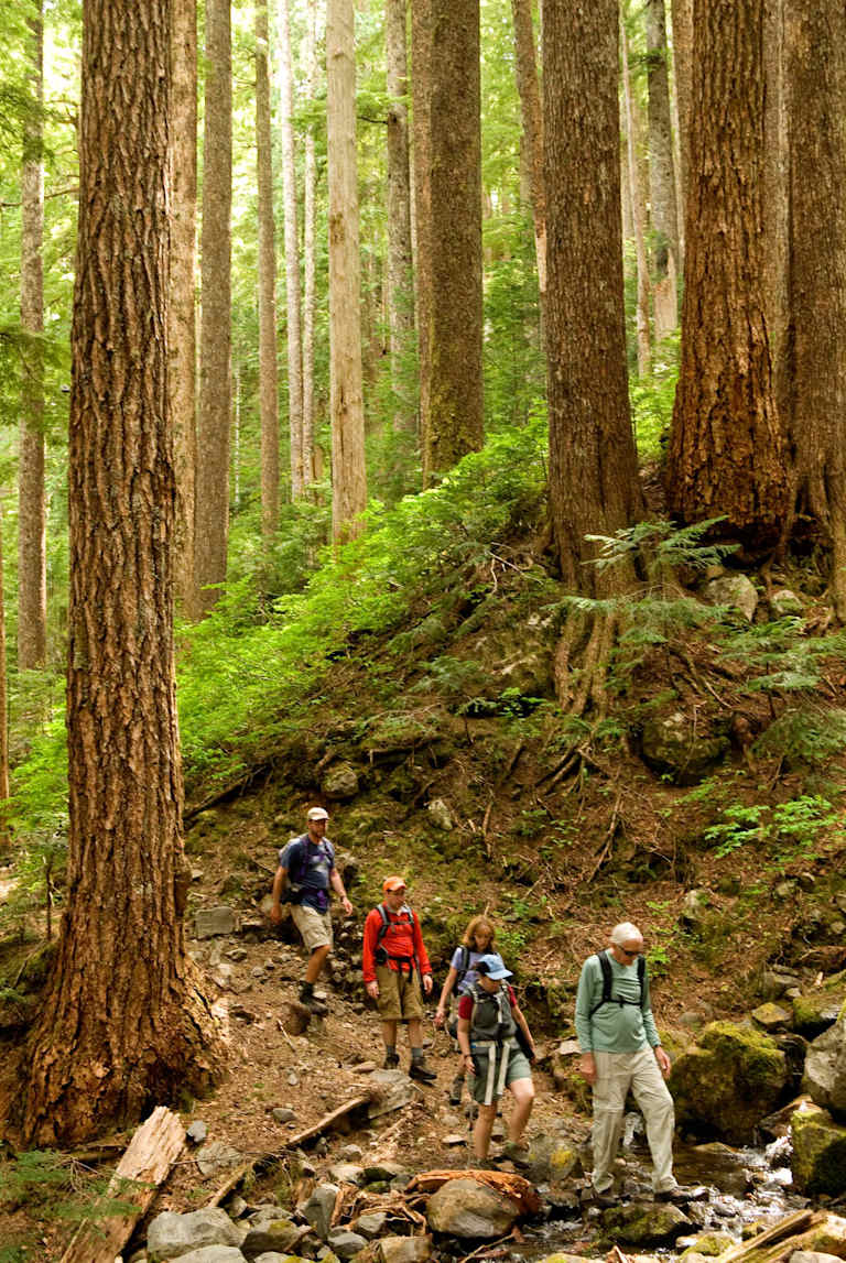 A group of hikers traversing a lush, forested trail surrounded by towering, moss-covered trees in the background.
