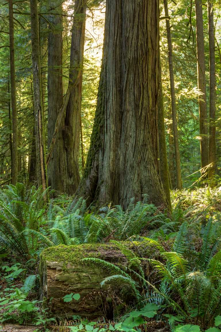 A massive, ancient tree stands tall in a lush, verdant forest, surrounded by a carpet of ferns and moss-covered logs.