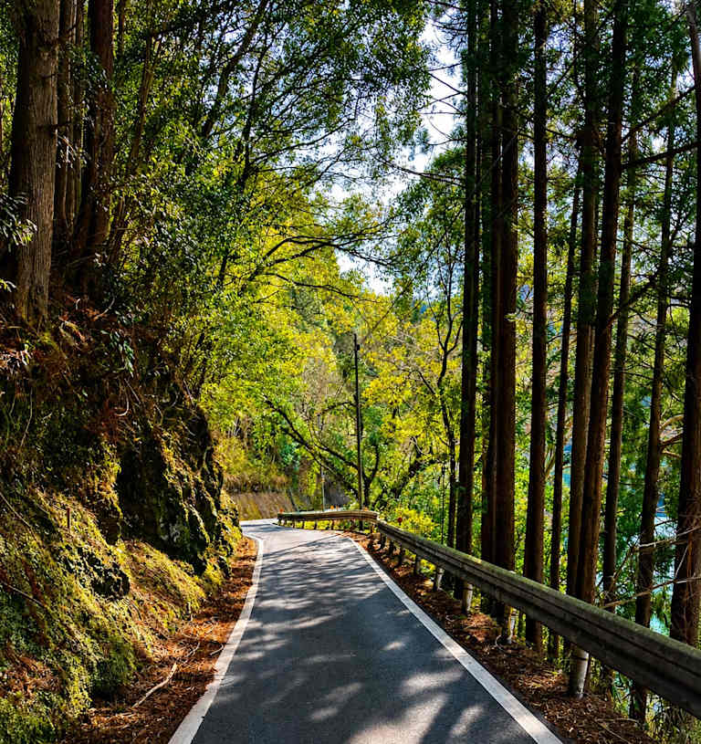A paved road winds through a sun-dappled forest with tall trees lining the right side and a mossy embankment on the left.