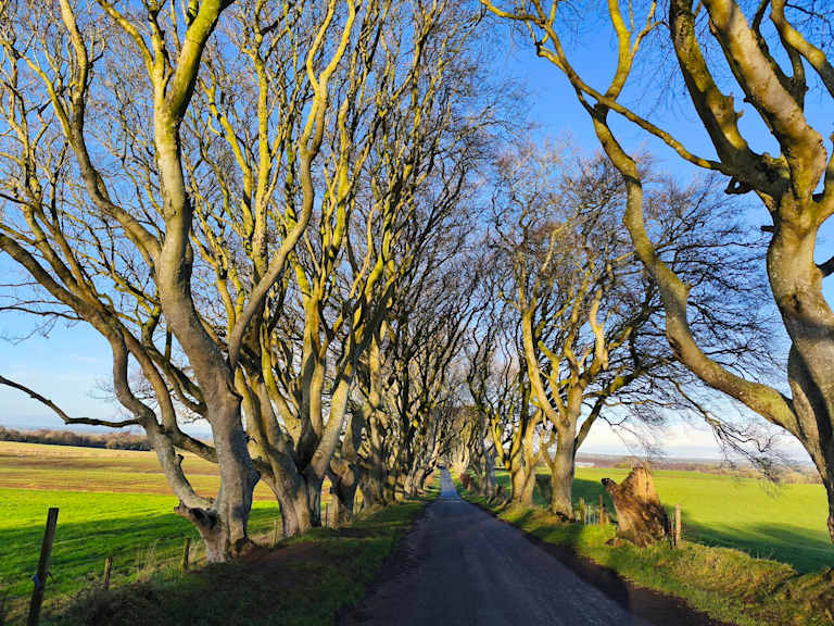 A narrow road winds through a tunnel of bare, arching trees with bright green fields stretching out on either side under a clear blue sky.