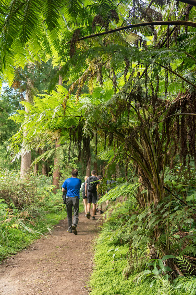 A dirt path winds through a lush, green forest with large ferns in the foreground and people walking in the background.